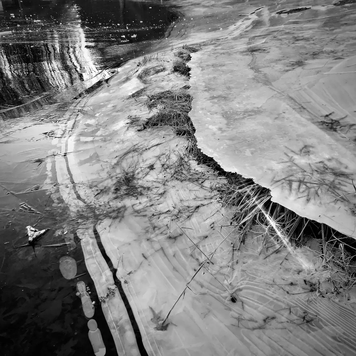 A digital photograph of a grass frozen in ice at a lake in Lake Ridge, Virginia, USA.