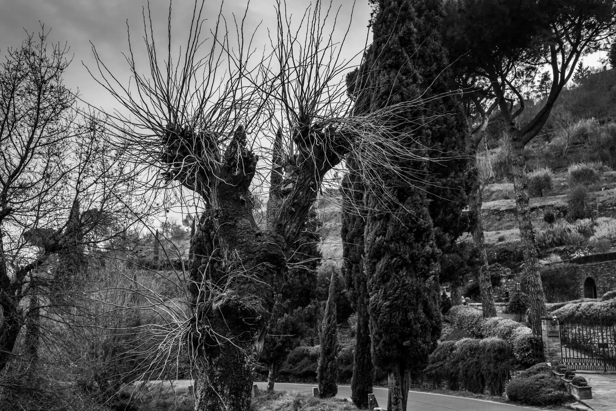 A monochromatic picture of various trees in winter, in front of a terraced hillside in Cortona, Italy.